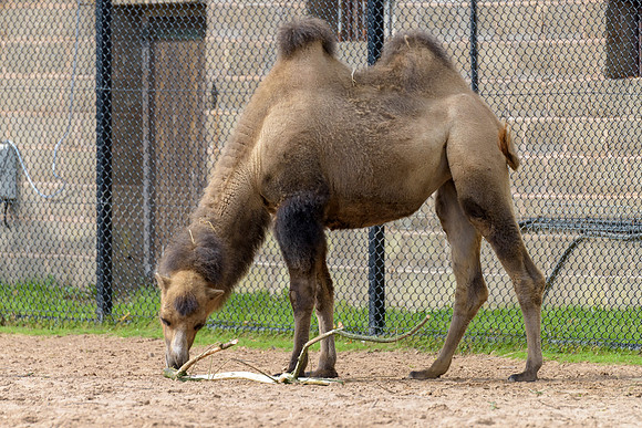 Bactrian Camel