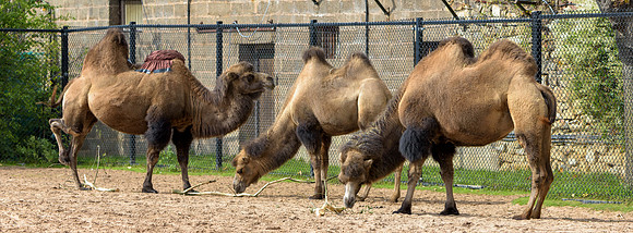 Bactrian Camel