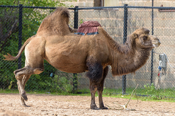Bactrian Camel