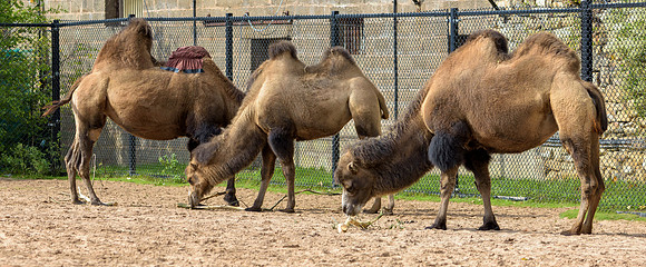 Bactrian Camel