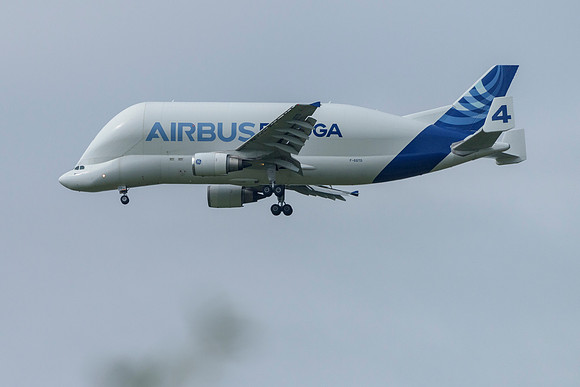 Beluga!