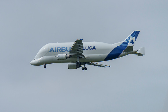 Beluga!
