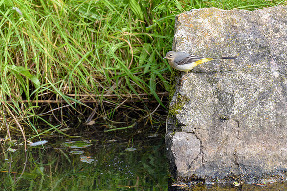 Grey Wagtail