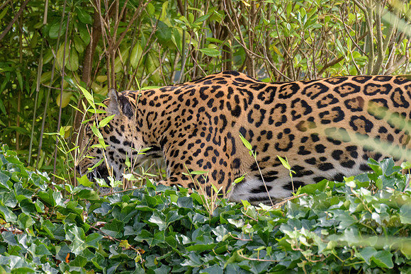 Jaguar