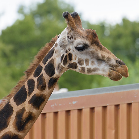 Rothchilds Giraffe