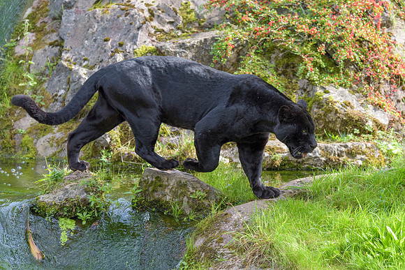 Black Jaguar (Panther)