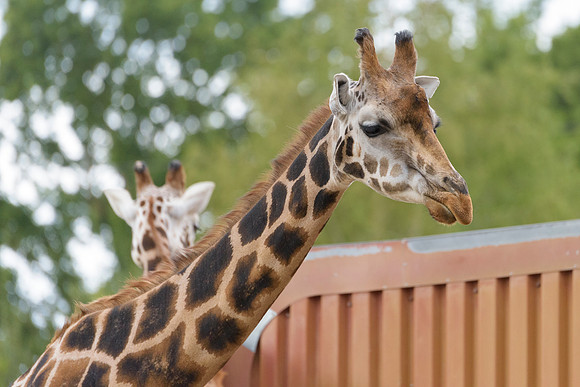 Rothchilds Giraffe