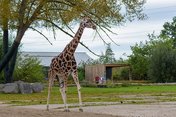 Rothchilds Giraffe