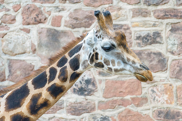 Rothchilds Giraffe