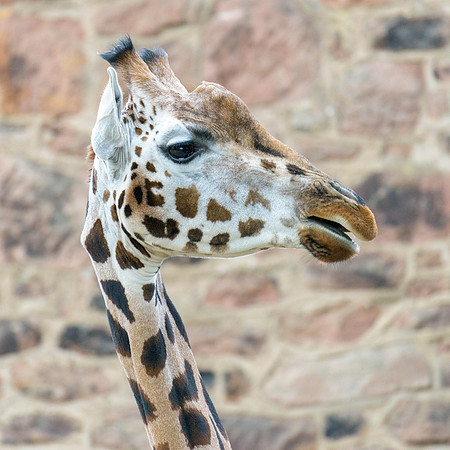 Rothchilds Giraffe