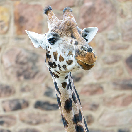 Rothchilds Giraffe
