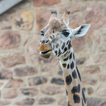 Rothchilds Giraffe