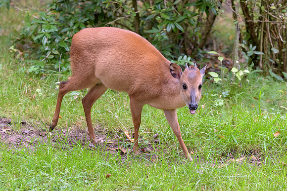 Red Forest Duiker