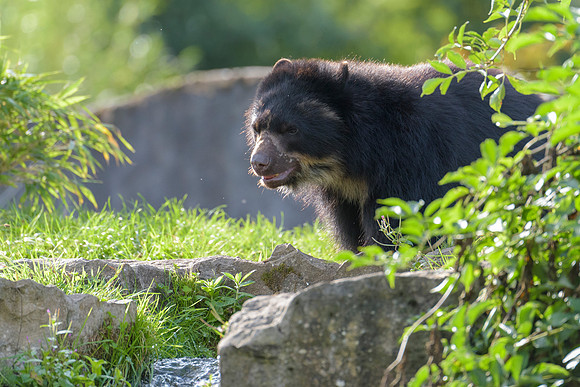Andean Bear