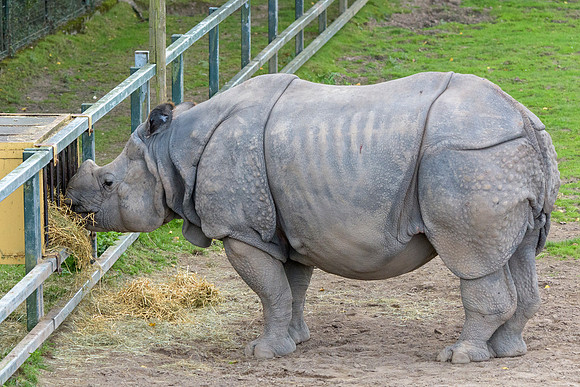 Greater One Horned Rhino