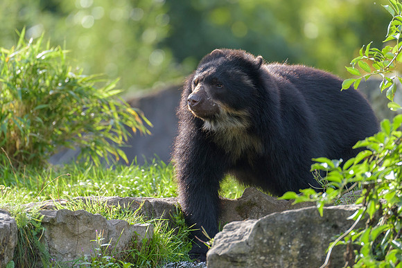Andean Bear