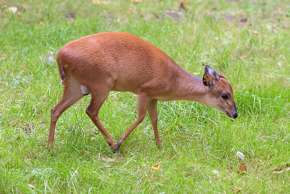 Red Forest Duiker