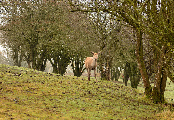 Red Deer at Broadway Tower Country Park
