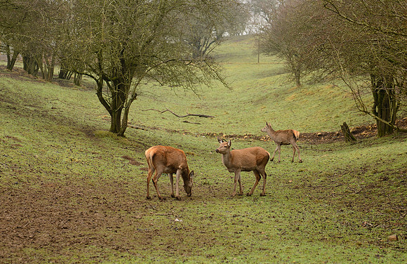 Red Deer at Broadway Tower Country Park