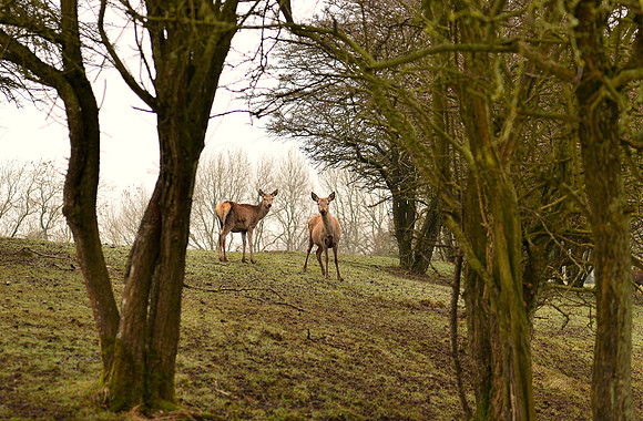 Red Deer at Broadway Tower Country Park