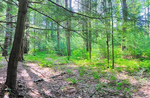 The Conery Wood
