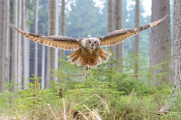 Eurasian eagle owl