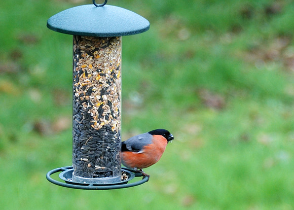 Male Bullfinch