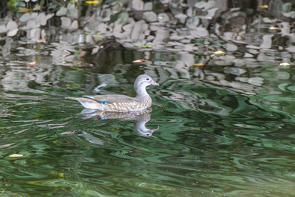 Mandarin Duck [F]