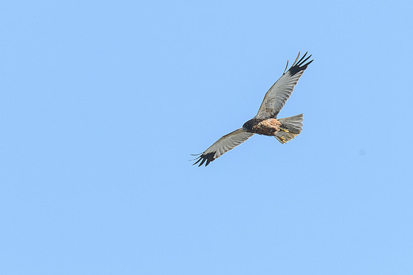 Marsh Harrier
