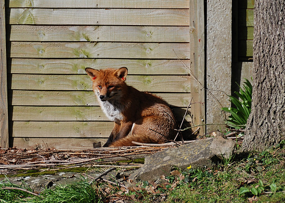 Fox in a Bristol Garden