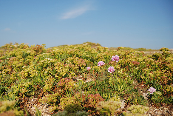 Portland Bill, Dorset