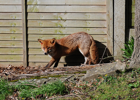 Fox in a Bristol Garden