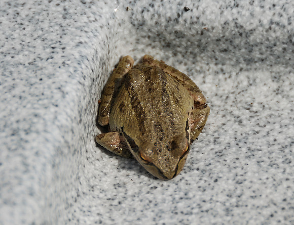 The guardian of our hot tub!