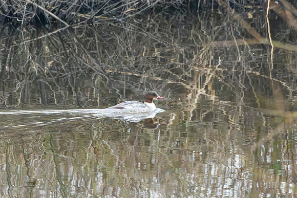 Goosander