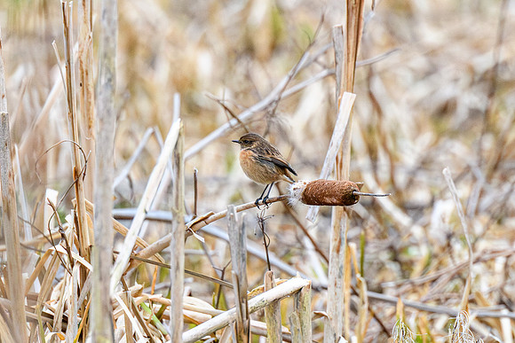 Stonechat